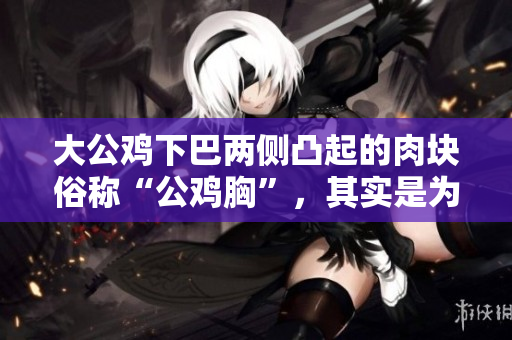大公雞下巴兩側(cè)凸起的肉塊俗稱“公雞胸”，其實是為了保護喉嚨